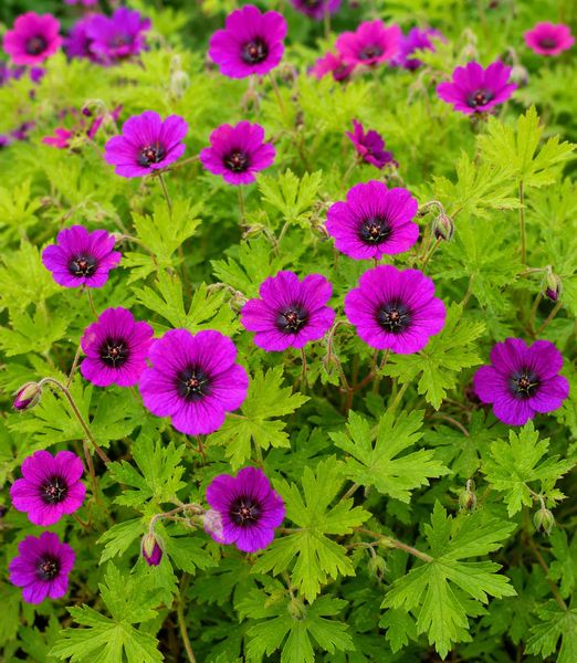 Geranium ‘Ann Folkard’